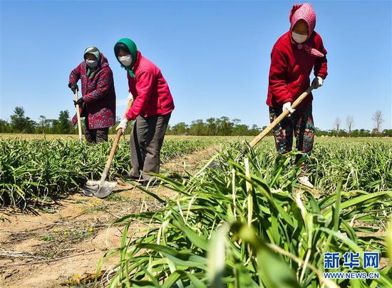  5月11日，農(nóng)民在山西省大同市云州區(qū)西坪鎮(zhèn)唐家堡村邊的黃花菜地里除草。新華社發(fā)（柴婷 攝）